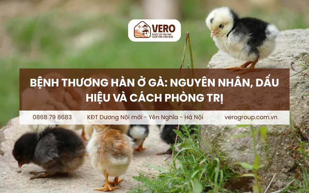 Bệnh thương hàn ở gà