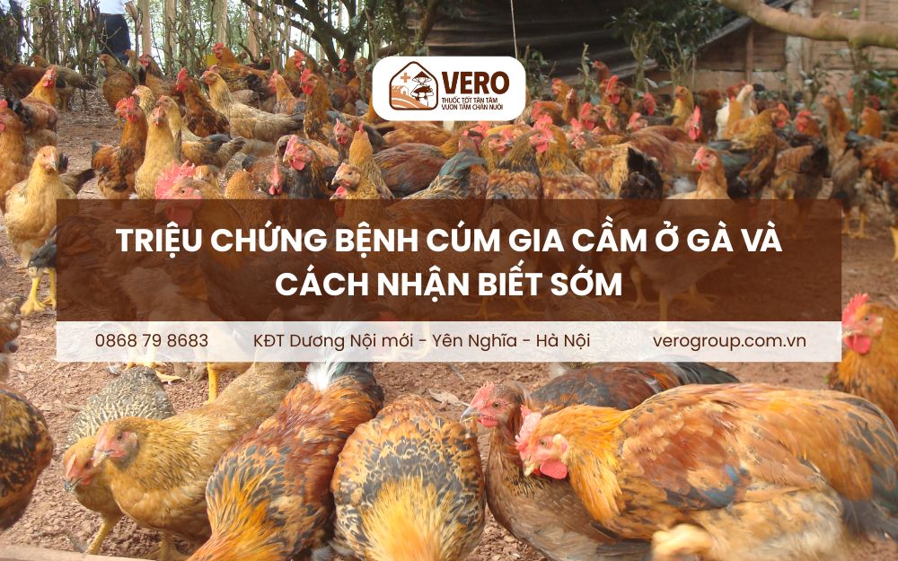 triệu chứng bệnh cúm gia cầm ở gà