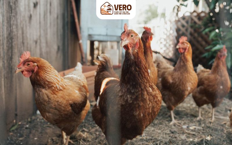 Mô hình chăn nuôi gà thả vườn rất được ưa chuộng