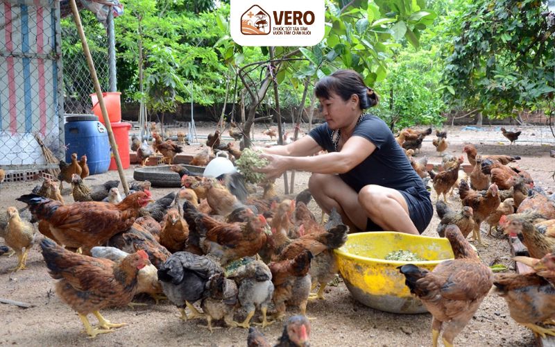 Thường xuyên kiểm tra tình trạng sức khỏe đàn gà