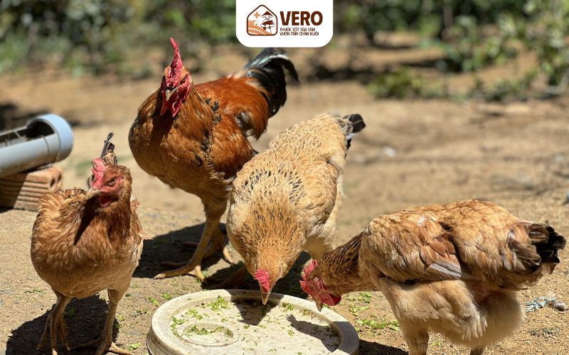 Chú ý đến giai đoạn phát triển của gà để chăm sóc phù hợp