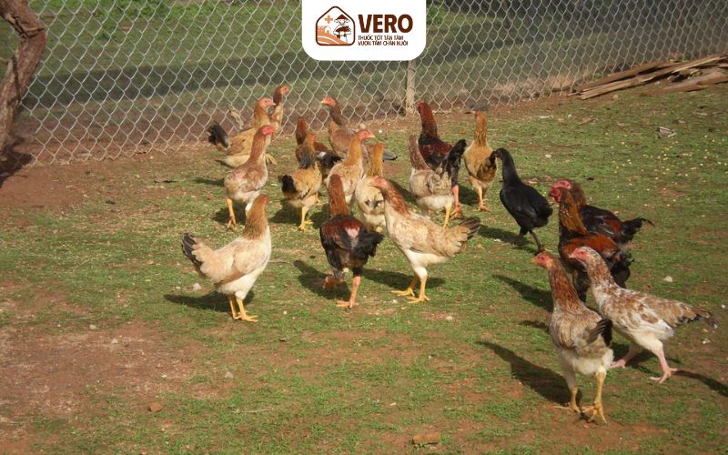 Lưu ý giúp đàn gà mạnh khỏe và năng suất cao