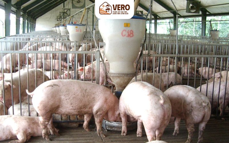 Heo khỏe mạnh sẽ có khả năng hấp thu dinh dưỡng tốt
