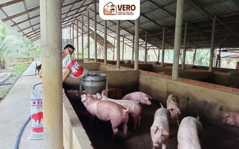Vì sao giá thức ăn chăn nuôi heo thường xuyên biến động