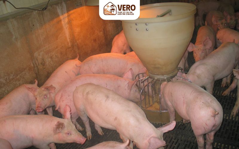 Tác động của giá thức ăn chăn nuôi heo tới bà con