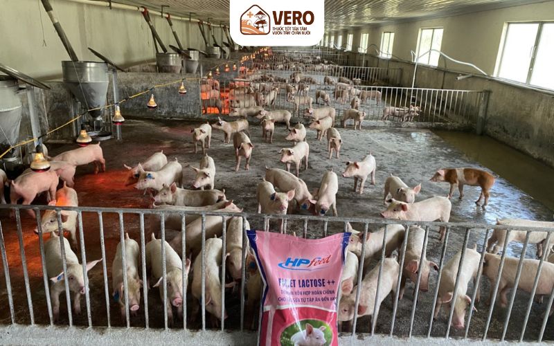 Cách tối ưu khẩu phần ăn để giảm chi phí mà heo vẫn lớn nhanh