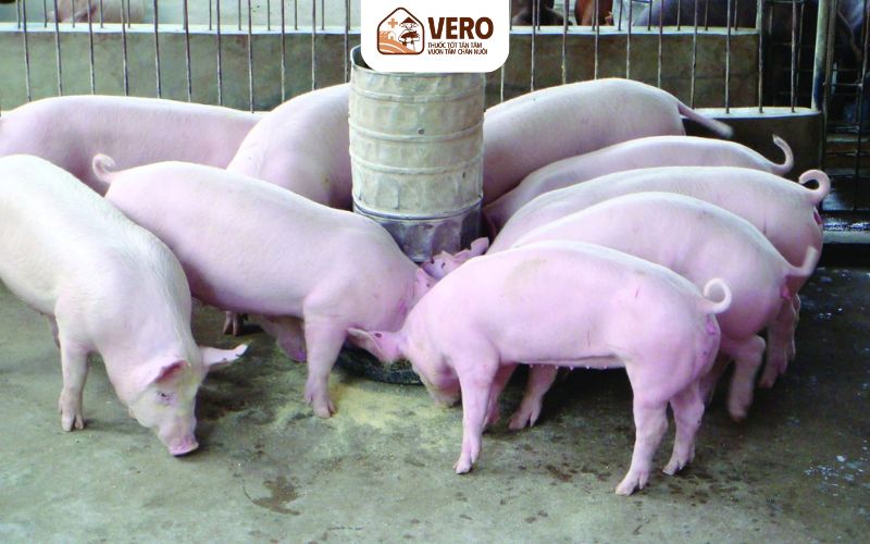Chọn thời điểm mua cám hợp lý để tránh bị đội giá