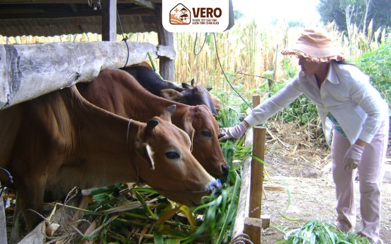 Chăn nuôi công nghiệp là gì và vì sao ngày càng được ưa chuộng
