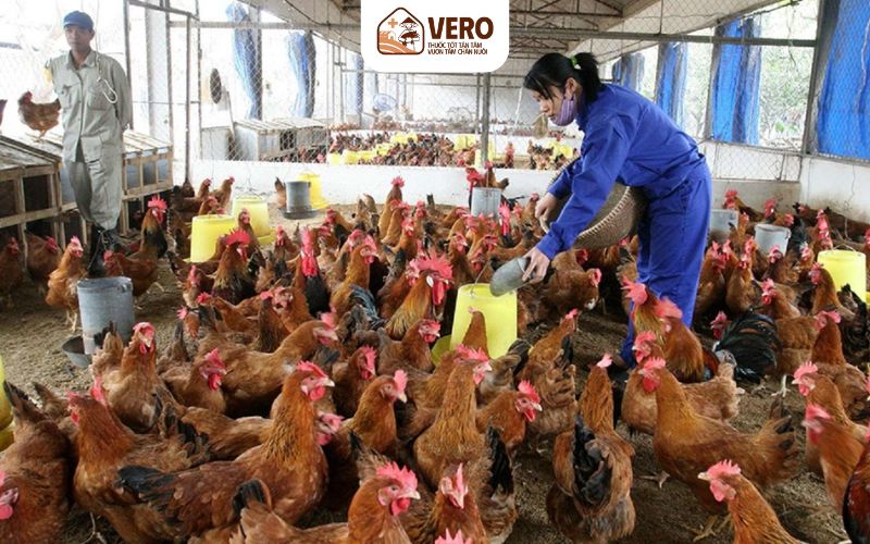 Chăn nuôi công nghiệp giúp đàn tăng trọng nhanh hơn