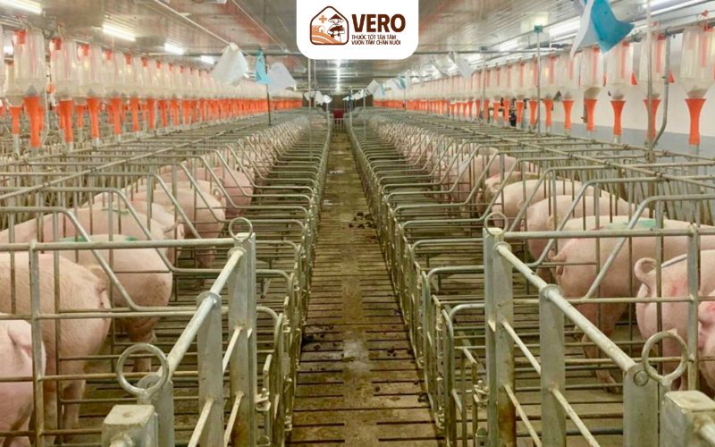 Chuồng trại là nền tảng để mô hình chăn nuôi công nghiệp hoạt động hiệu quả
