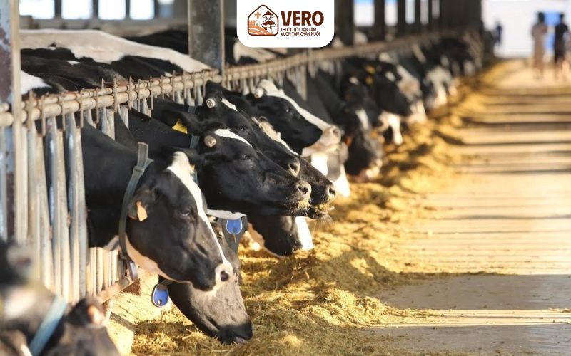 Giảm bệnh tật khi áp dụng đúng quy trình công nghiệp