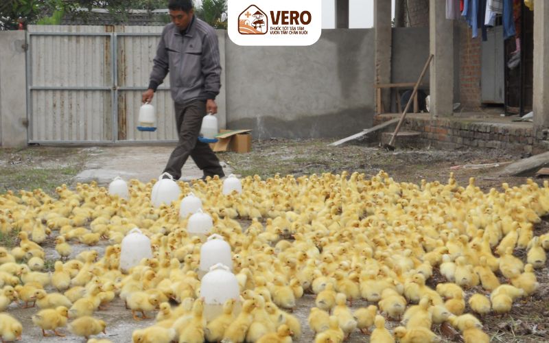 Tiềm năng làm giàu từ chăn nuôi ngan trong điều kiện nông thôn