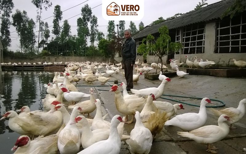 Hiểu tập tính để làm giàu từ chăn nuôi ngan hiệu quả hơn