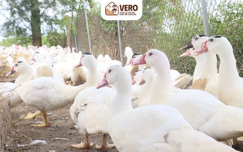 Xây dựng khẩu phần ăn hợp lý để tăng tốc độ tăng trọng