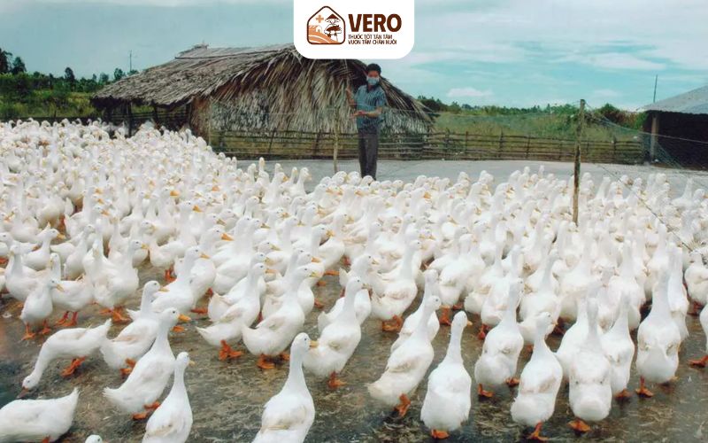 Phòng bệnh chủ động để giảm hao hụt và tăng hiệu quả kinh tế