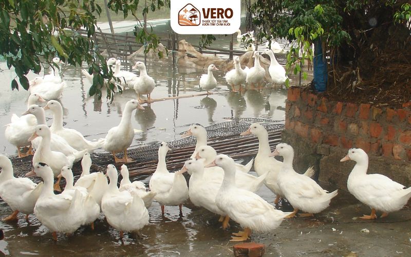 Hiểu tập tính của vịt để biết cho vịt ăn gì nhanh lớn