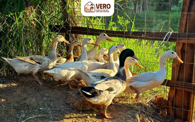 Giai đoạn vịt con nên cho ăn gì để lớn nhanh và khỏe mạnh