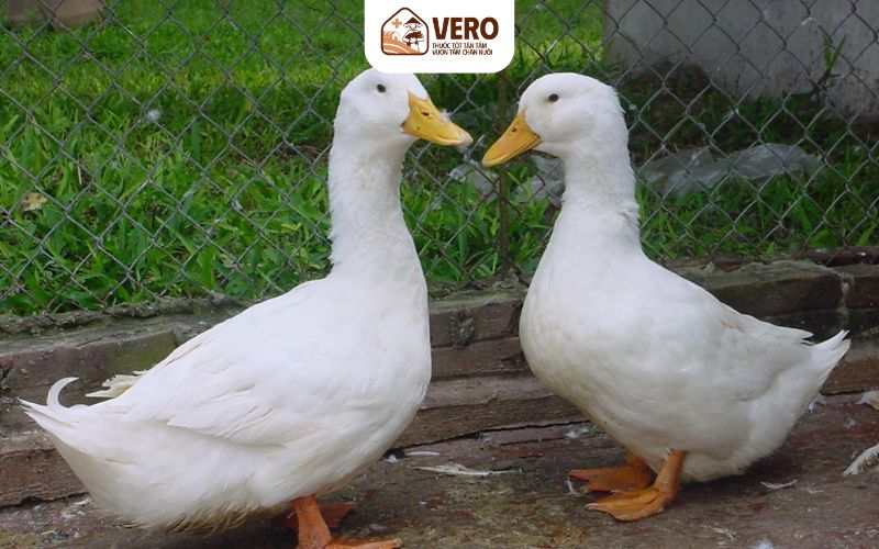 Ứng dụng ủ men sinh học giúp vịt lớn nhanh và tiết kiệm cám