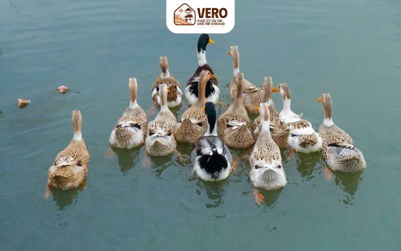Cho vịt ăn gì nhanh lớn nhưng không gây bệnh đường ruột