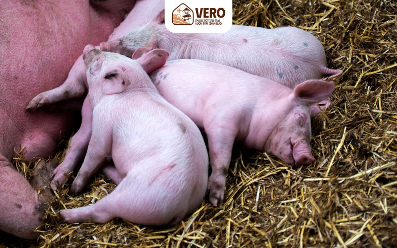Vì sao bệnh suyễn heo xuất hiện phổ biến trong các hộ nuôi