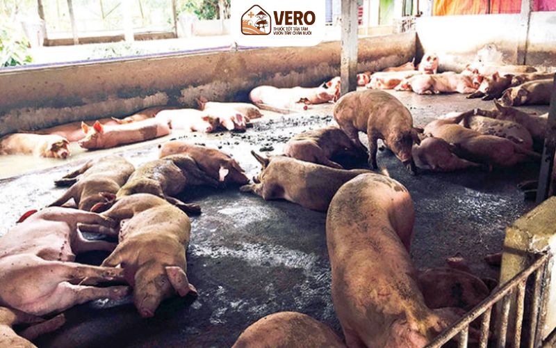 Giữ chuồng trại sạch để ngăn bệnh suyễn heo tái phát
