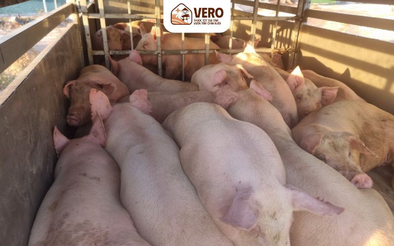 Dịch tả heo là gì và vì sao nguy hiểm đến vậy