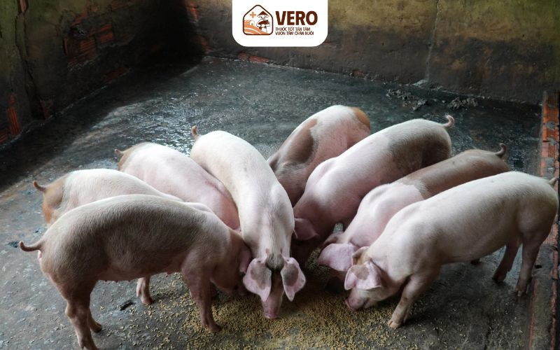 Dấu hiệu nhận biết sớm heo mắc dịch tả heo