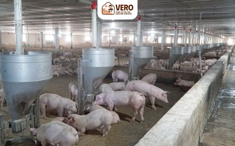 Giữ chuồng trại sạch để giảm nguy cơ bùng phát dịch tả heo