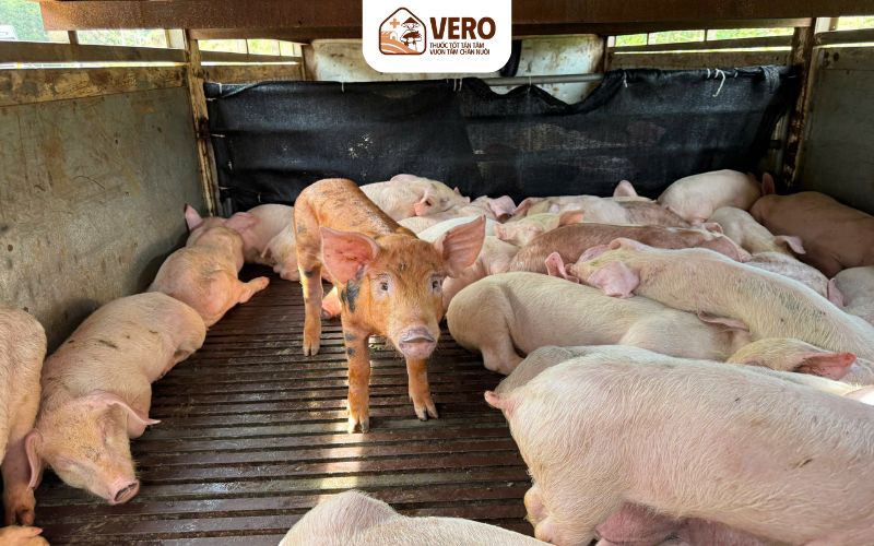 Ứng dụng chế phẩm sinh học để tăng sức đề kháng và giảm rủi ro