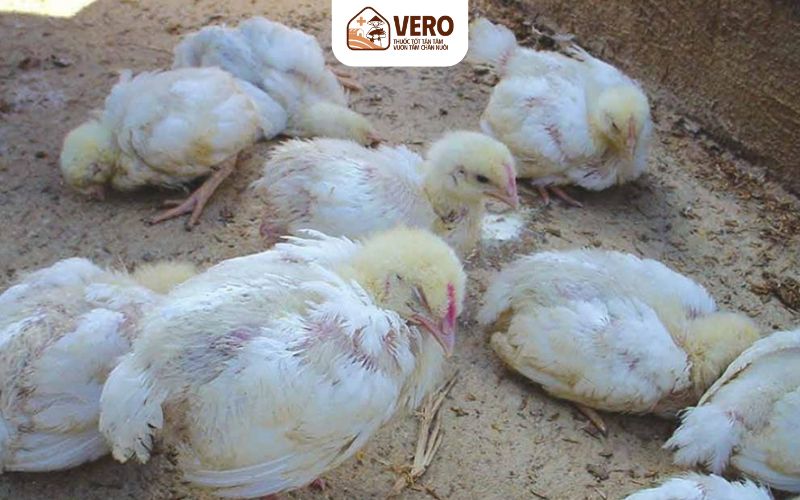 Viêm thanh khí quản truyền nhiễm trên gà là gì và vì sao nguy hiểm