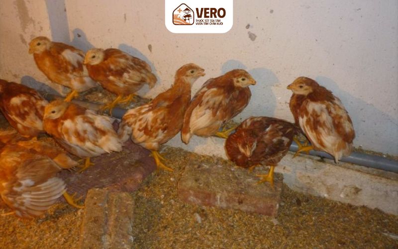 Nguyên nhân khiến viêm thanh khí quản truyền nhiễm trên gà bùng phát