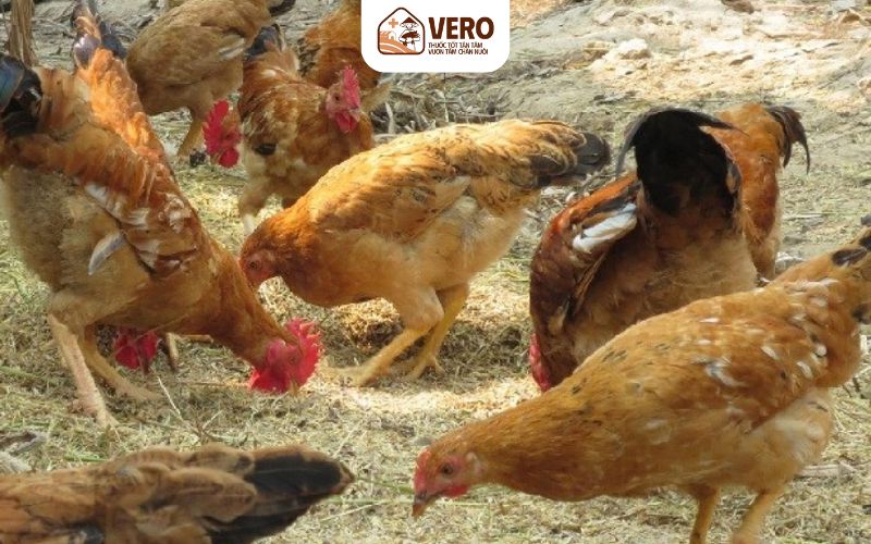 Cách xử lý khi đàn gà mắc viêm thanh khí quản truyền nhiễm
