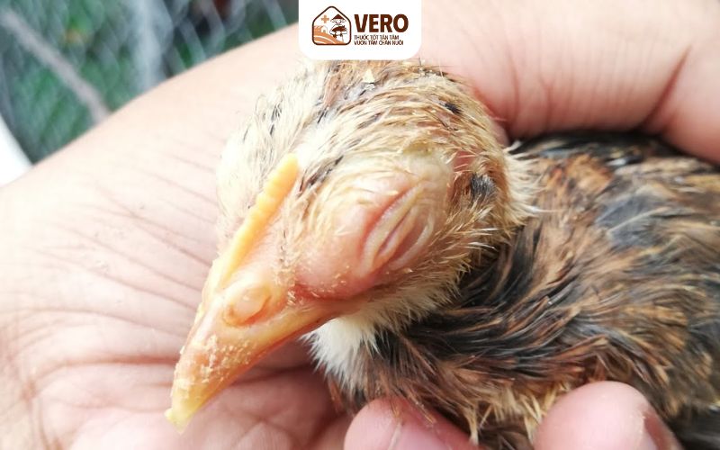 Giữ chuồng trại sạch để ngăn viêm thanh khí quản truyền nhiễm tái phát