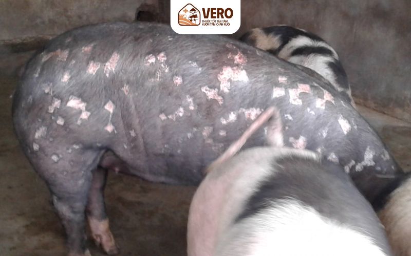 Bệnh đóng dấu lợn là gì và vì sao thường xảy ra trong chuồng trại