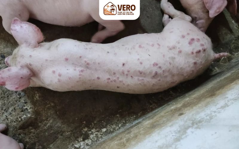 Dấu hiệu nhận biết bệnh đóng dấu lợn để xử lý sớm