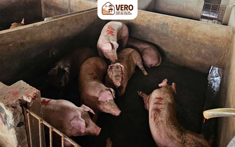 Cách xử lý khi đàn heo xuất hiện bệnh đóng dấu lợn