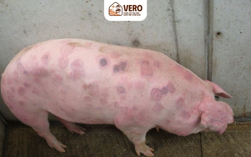 Giữ chuồng trại khô thoáng để ngăn bệnh đóng dấu lợn quay lại