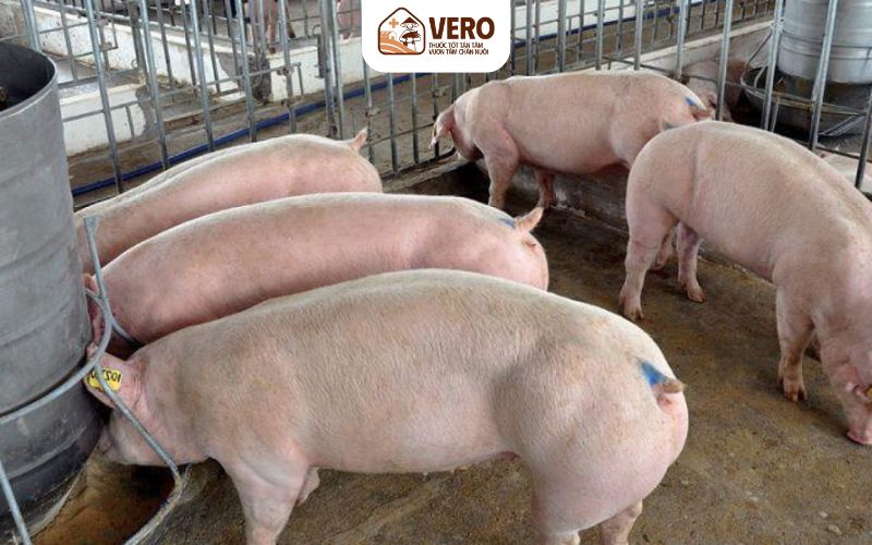 Vì sao phải phân loại thức ăn cho heo trước khi xây dựng khẩu phần