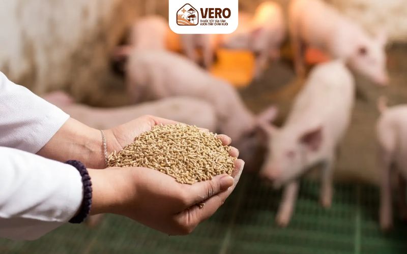 Nhóm thức ăn giàu năng lượng trong phân loại thức ăn cho heo