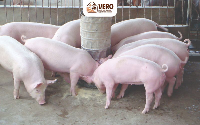 Nhóm vitamin và khoáng chất