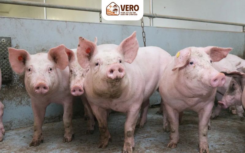 Kết hợp men sinh học để nâng hiệu quả khẩu phần