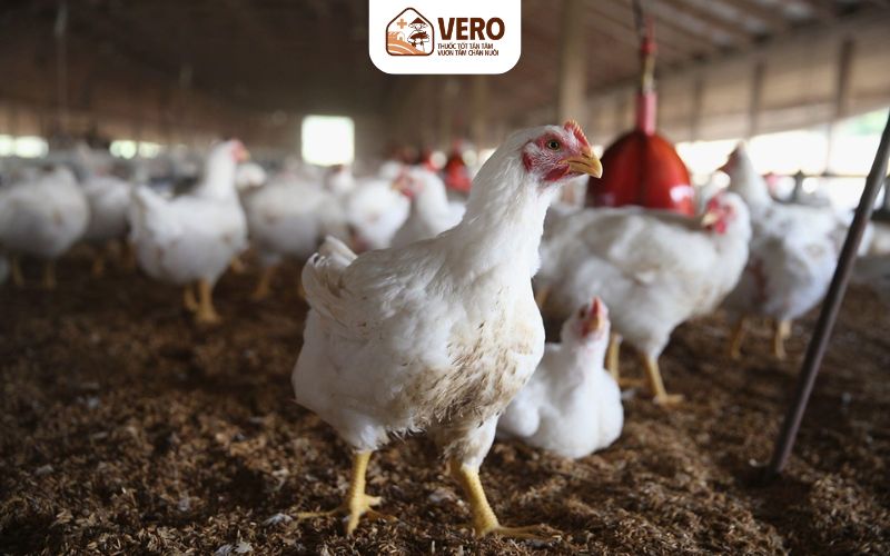 Vì sao cần nhận biết biểu hiện bệnh cúm gia cầm thật sớm