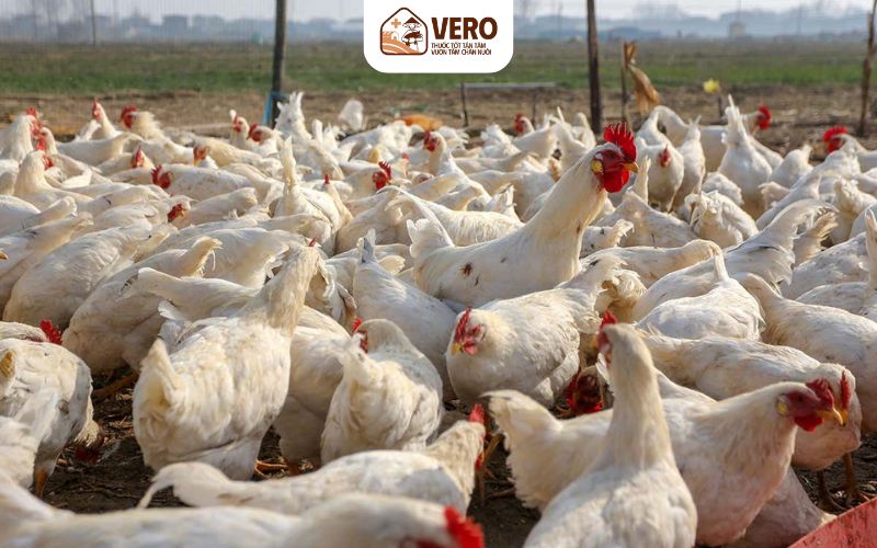 Biểu hiện bệnh cúm gia cầm ở giai đoạn phát triển mạnh