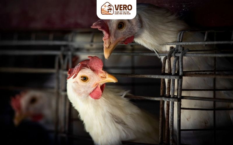 Tăng sức đề kháng – giải pháp quan trọng để hạn chế cúm xảy ra
