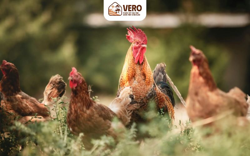 Vì sao nhiều hộ thường lạm dụng kháng sinh cho gia cầm