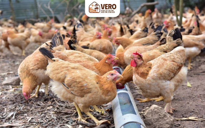 Rủi ro của việc dùng kháng sinh không đúng cách