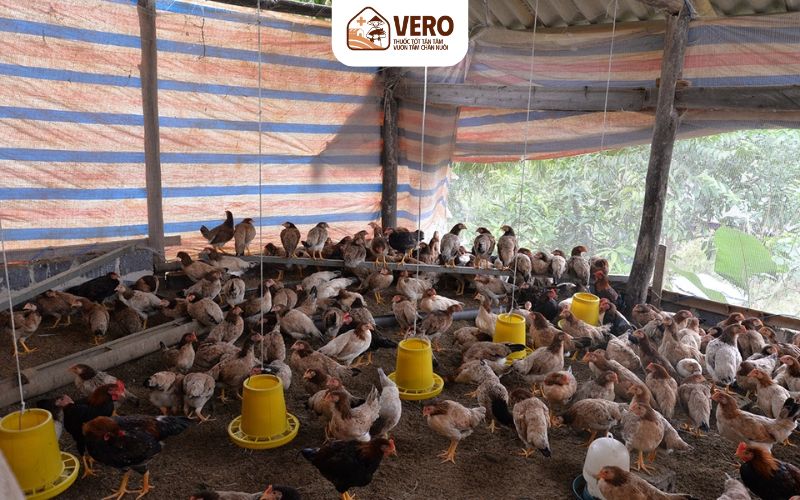 Khi nào nên cân nhắc sử dụng kháng sinh cho gia cầm
