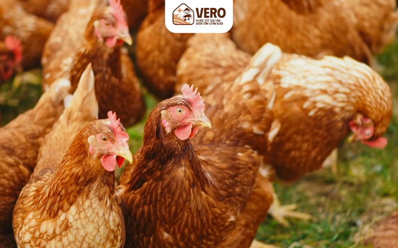 Dinh dưỡng đúng giúp hạn chế các bệnh dễ bị nhầm là bệnh phải dùng kháng sinh