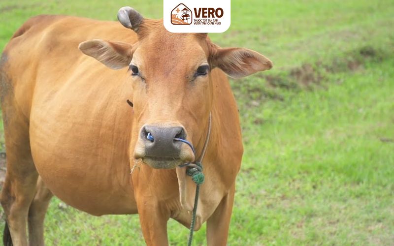 Thụ tinh nhân tạo ở gia súc là gì và vì sao phổ biến