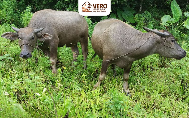 Điều kiện để thụ tinh nhân tạo ở gia súc đạt hiệu quả cao